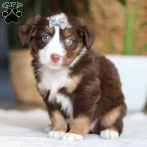 Willow, Miniature Australian Shepherd Puppy